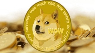 柴犬chms – 网红柴犬chms