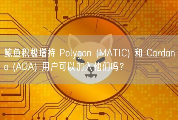 鲸鱼积极增持 Polygon  _ MATIC 和 Cardano  _ ADA 用户可以加入他们吗？